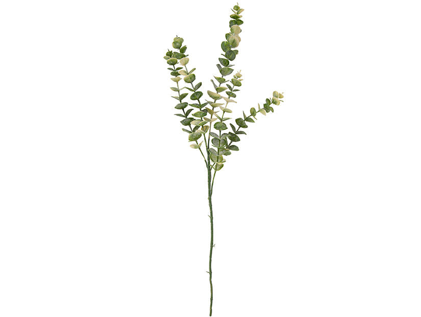 present time Artificial plant Eucalyptus Stem