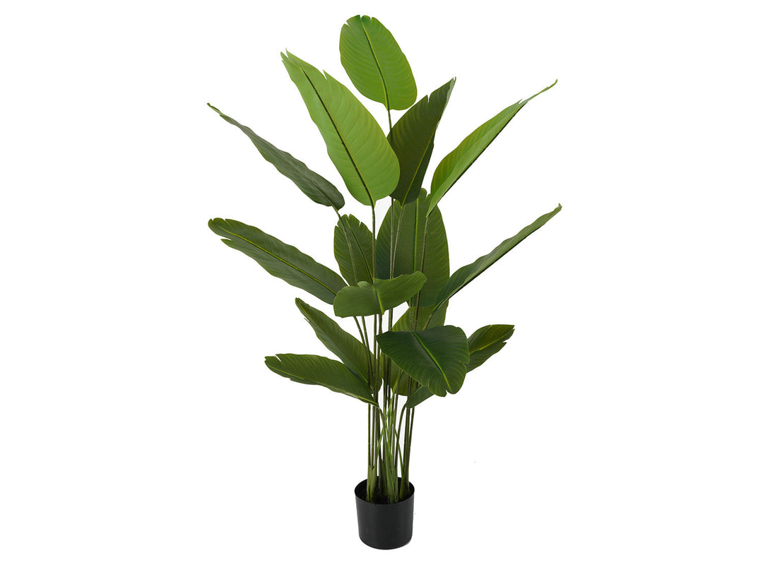 present time Artificial plant Canna green