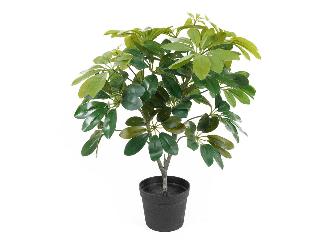 present time Artificial plant Shefflera green