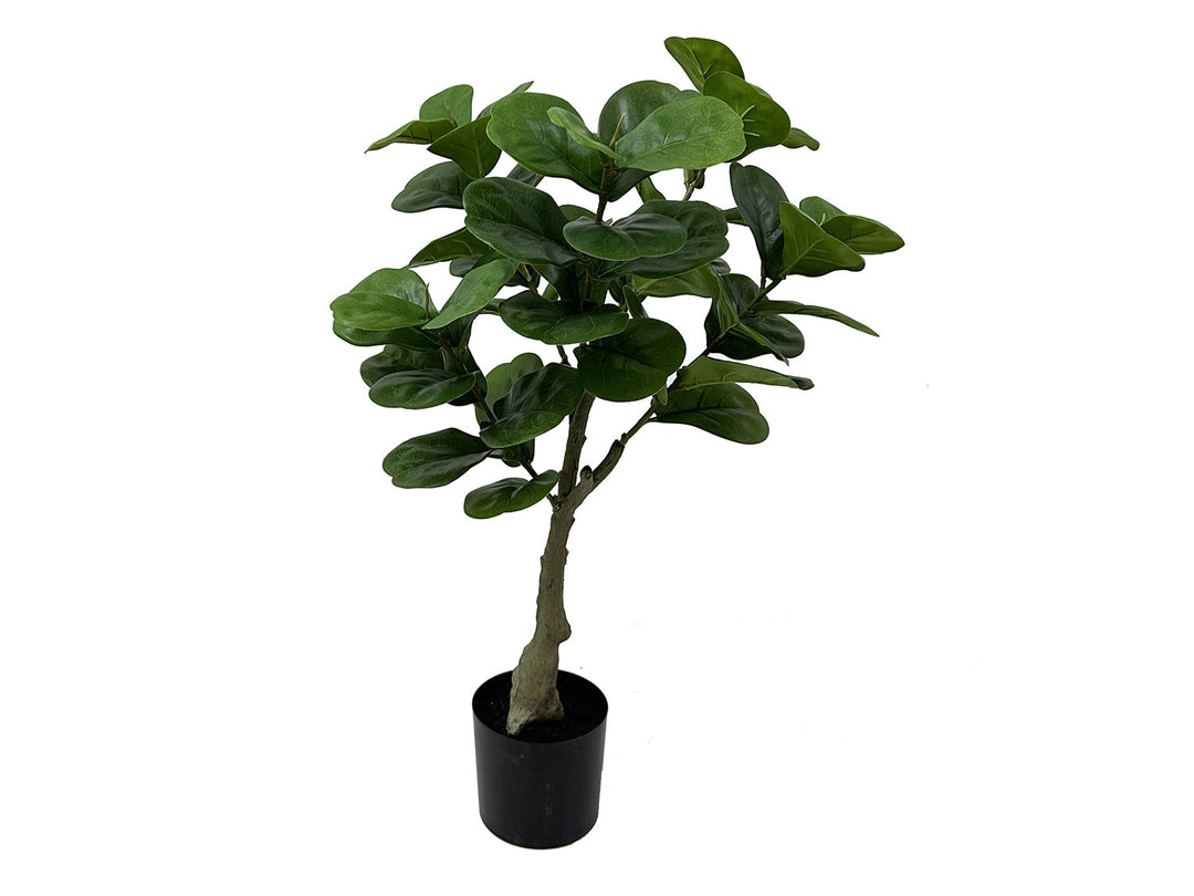 present time Artificial plant Ficus