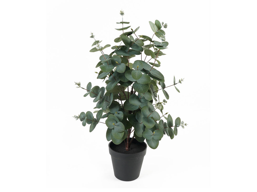 present time Artificial plant Eucalyptus Leaf
