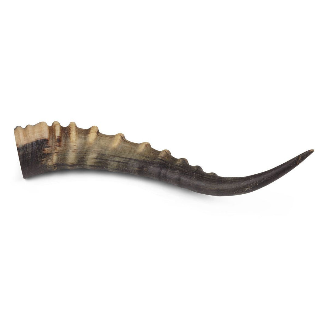 NATURES COLLECTION Horn | Sydafrikansk