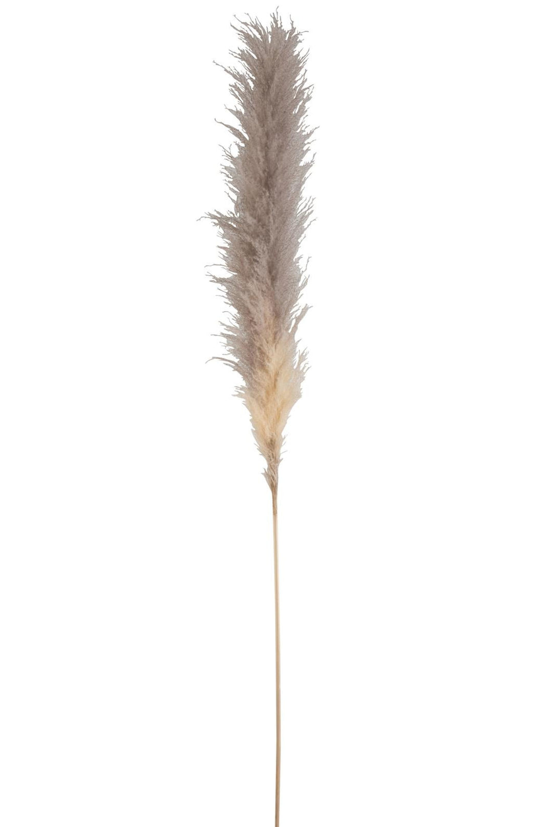 J-Line by Jolipa BRANCH PLUME PAMPAS GRASS DRIED NATURAL LARGE