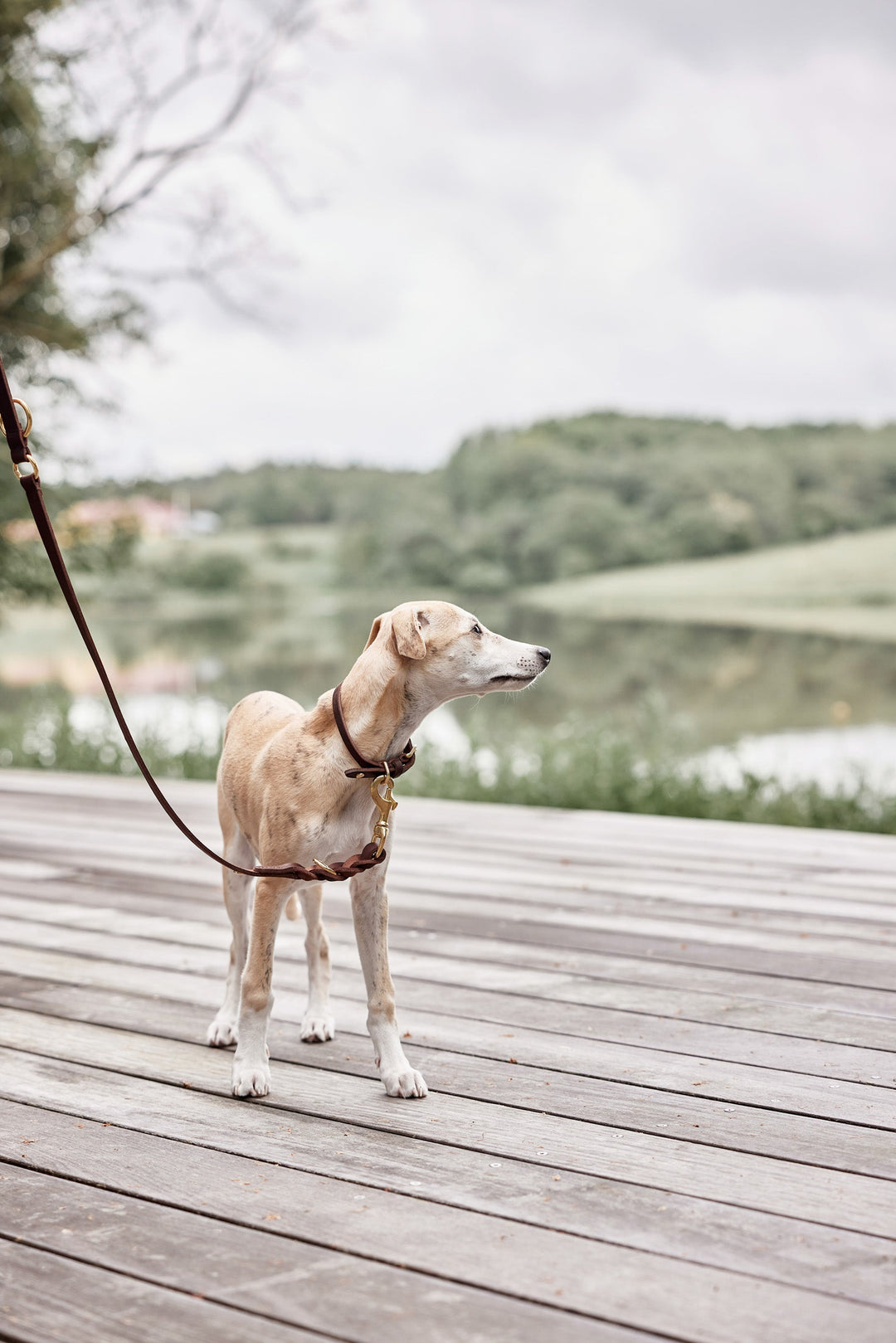 OYOY ZOO Robin Hundehalsbånd - Ekstra Stor