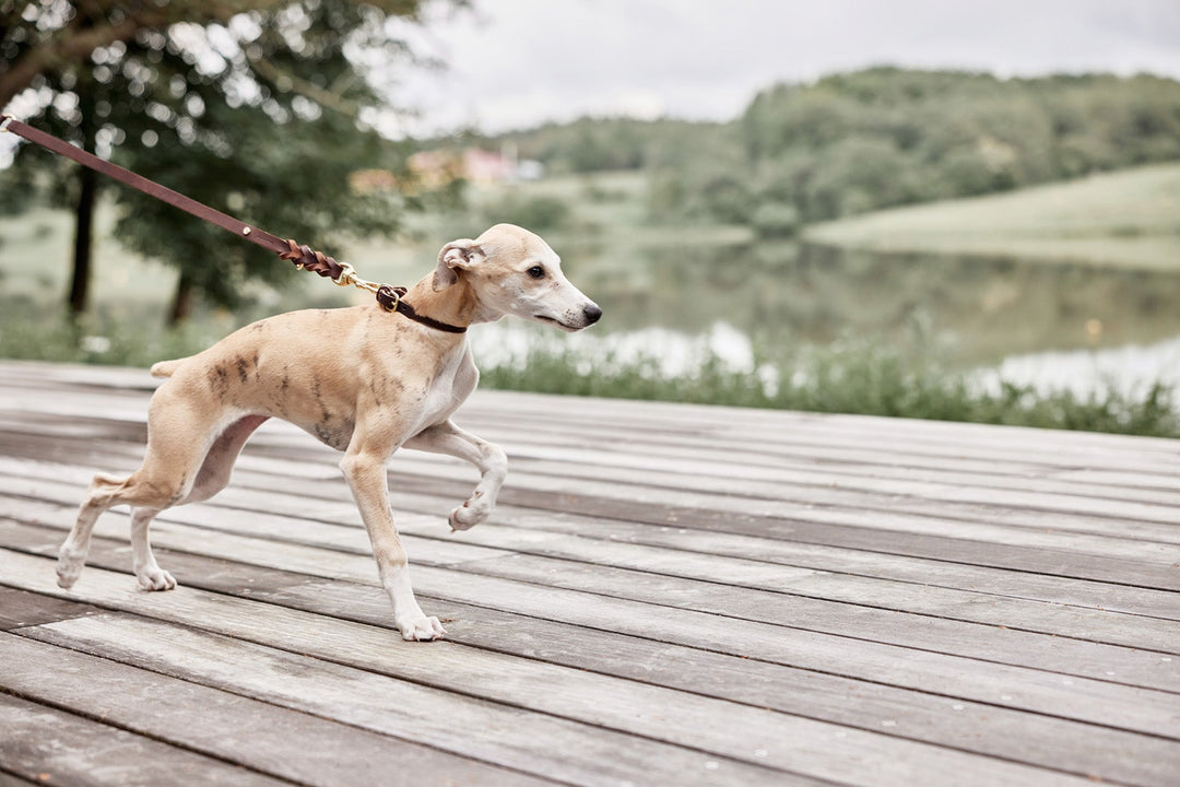 OYOY ZOO Robin Hundehalsbånd - Ekstra Stor