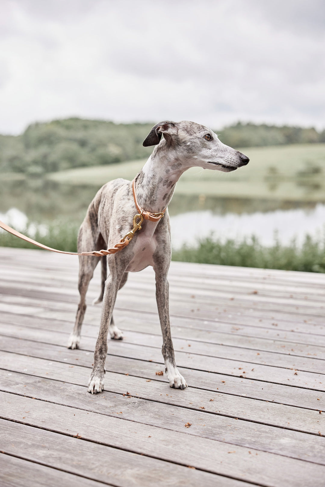 OYOY ZOO Robin Hundehalsbånd - Ekstra Stor