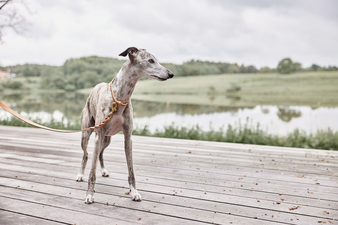 OYOY ZOO Robin Hundehalsbånd - Ekstra Stor